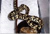 male hatchling7